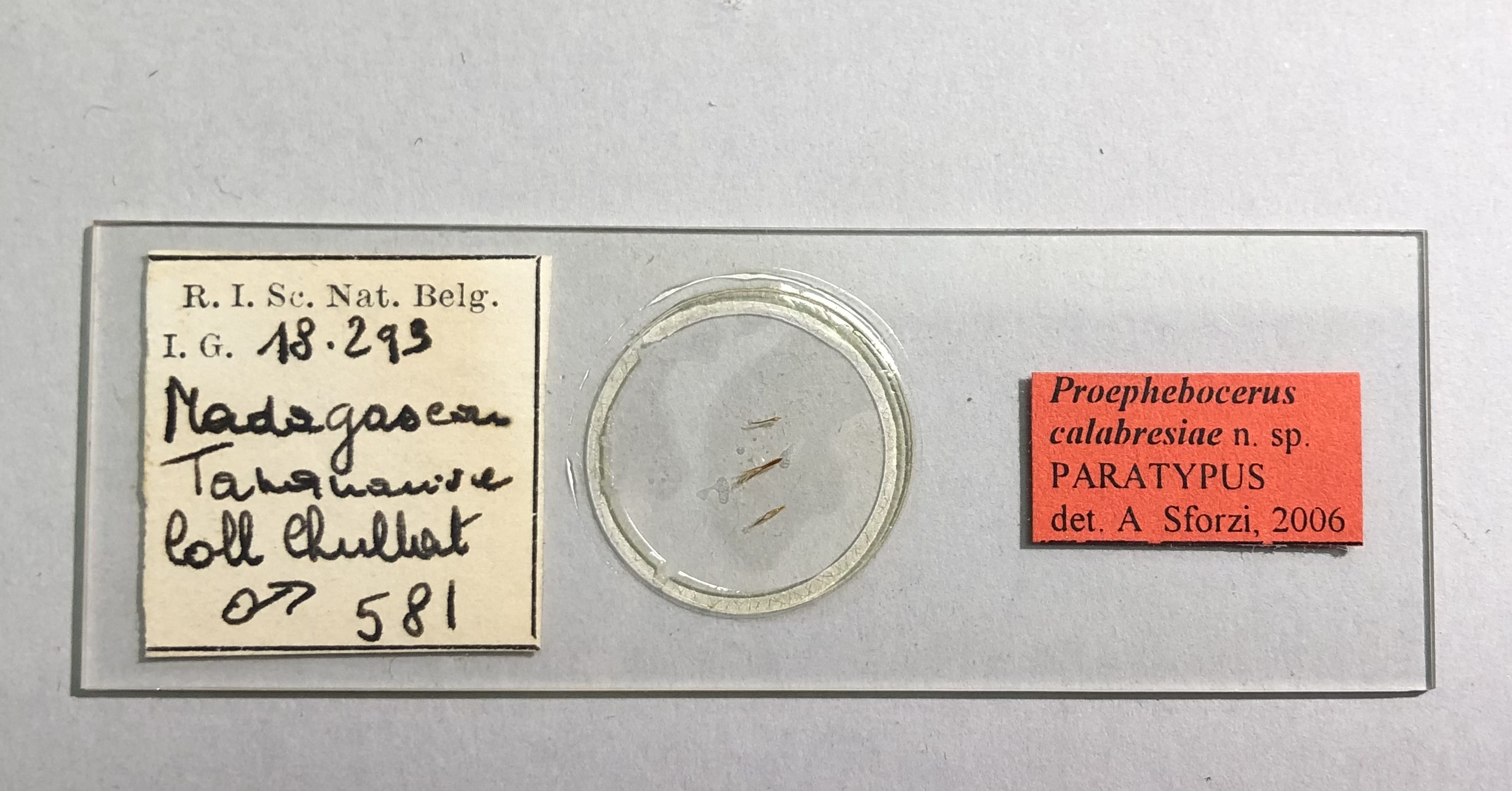 Proephebocerus calabresiae pt Microscopic preparation.jpg