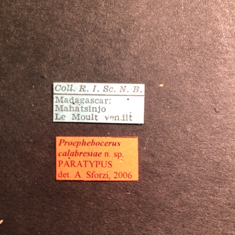 Proephebocerus calabresiae pt Labels.jpg