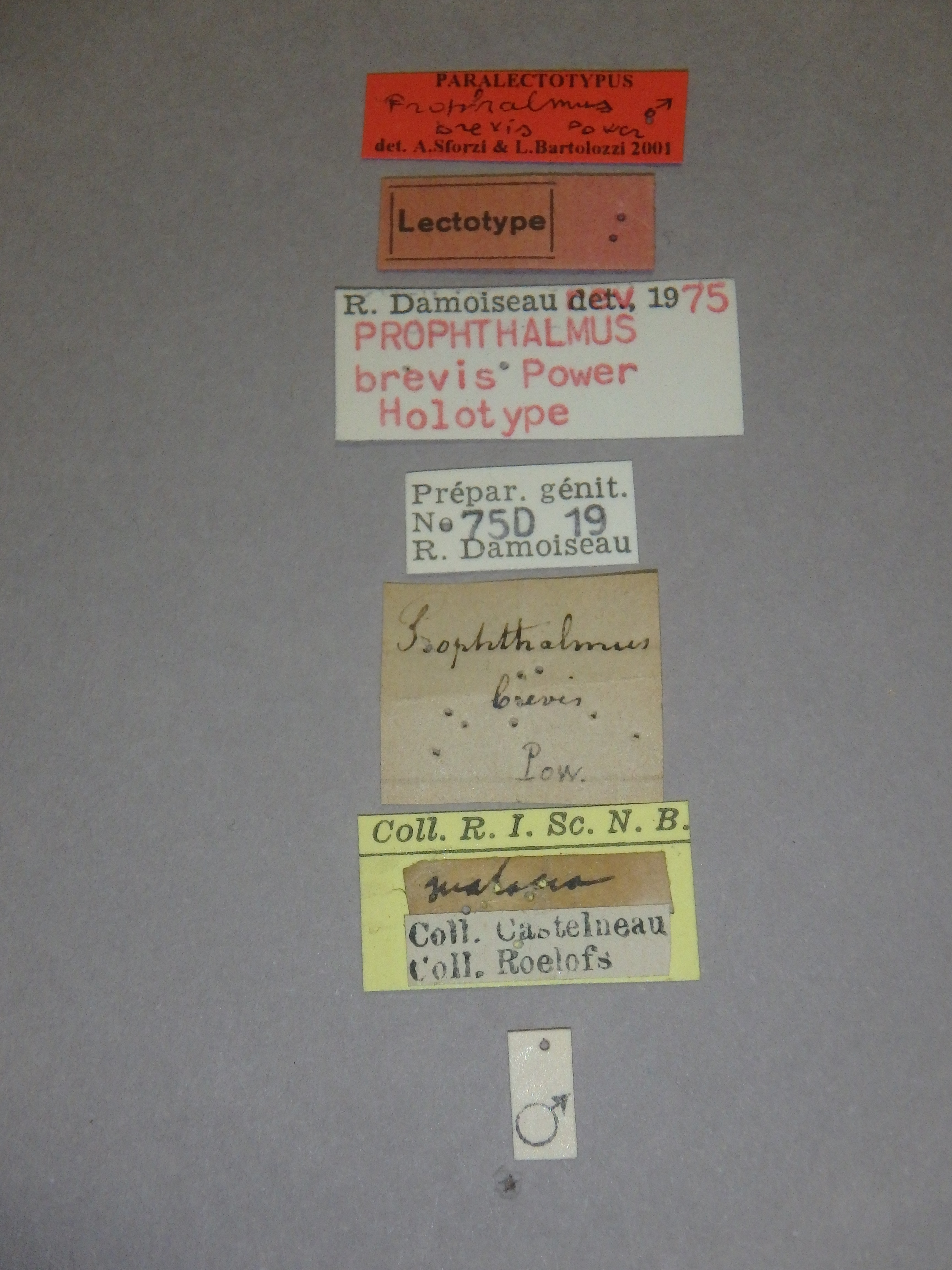 Prophthalmus brevis plt Labels.jpg