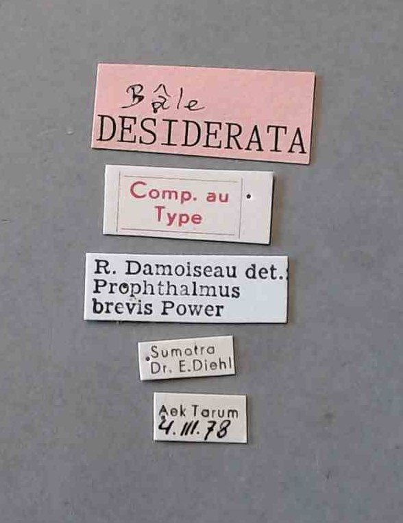 Prophthalmus brevis Cotype Labels.jpg Prophthalmus brevis Cotype Labels.jpg