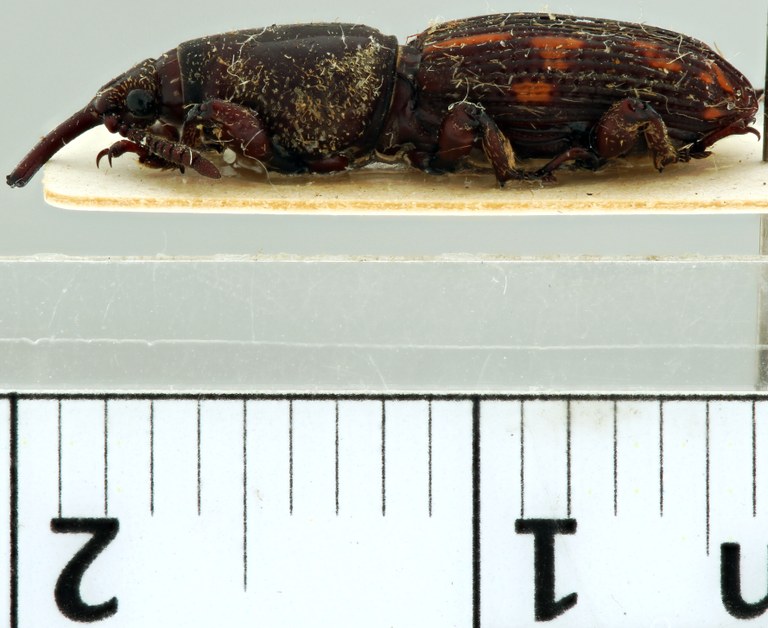 Prophthalmus brevis Cotype Lateral.jpg Prophthalmus brevis Cotype Lateral.jpg