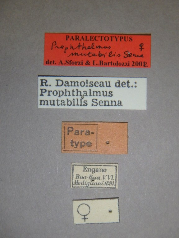 Prophthalmus mutabilis plt Labels.jpg