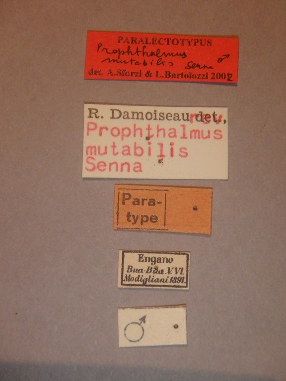 Prophthalmus mutabilis plt Labels.jpg