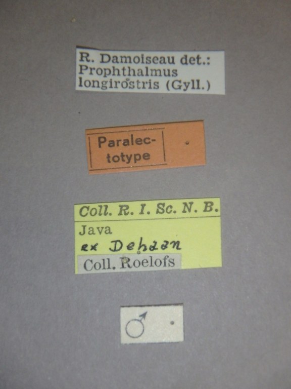 Prophthalmus longirostris plt Labels.jpg