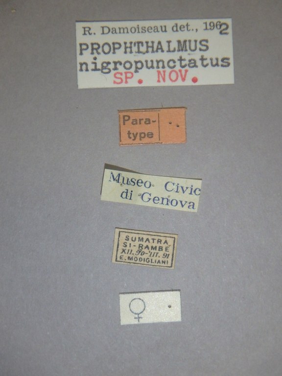 Prophthalmus nigropunctatus plt Labels.jpg