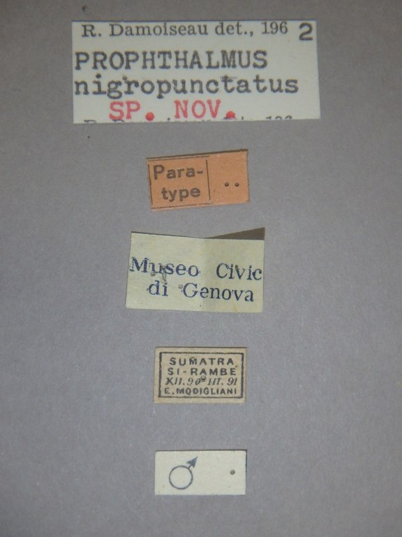 Prophthalmus nigropunctatus plt Labels.jpg