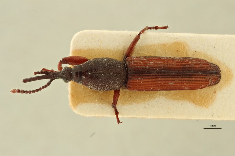 Pseudomygaleicus alacer pt D ZS PMax Scaled.jpeg