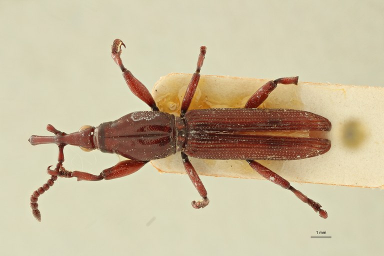 Pseudomygaleicus grandis pt D ZS PMax Scaled.jpeg