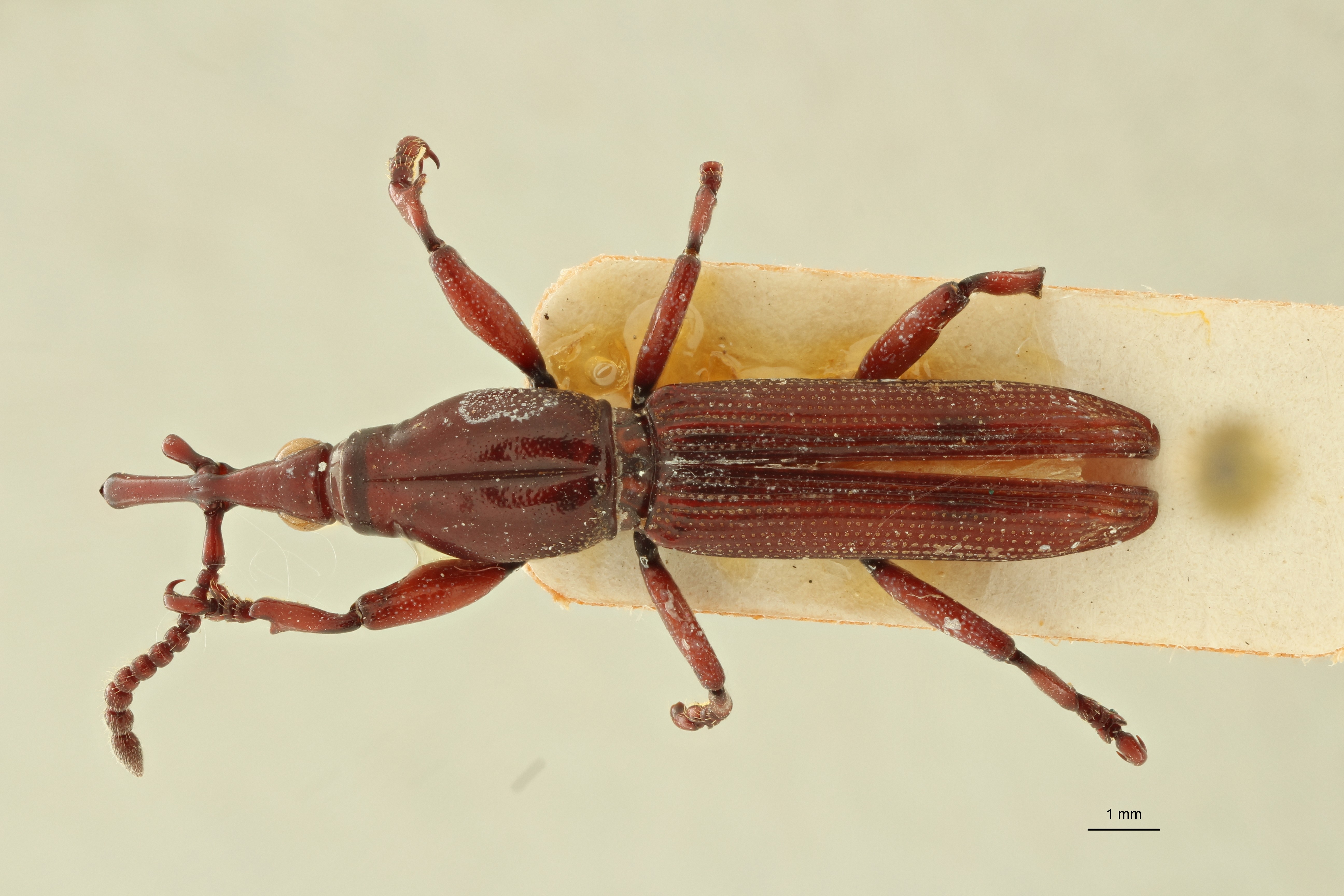 Pseudomygaleicus grandis pt D ZS PMax Scaled.jpeg
