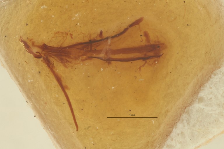 Pseudomygaleicus grandis pt Dge ZS PMax Scaled.jpeg