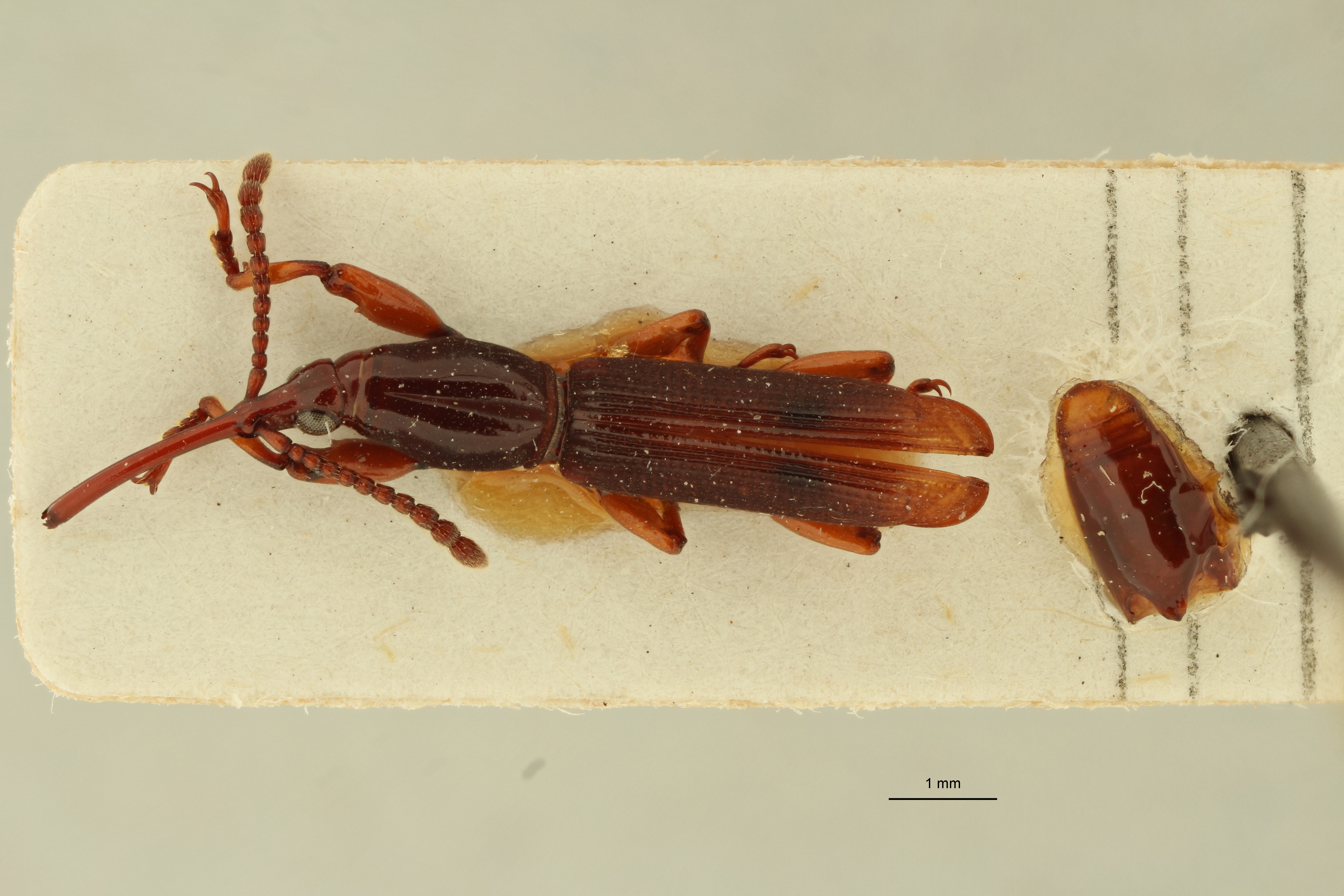 Pseudomygaleicus nasutus pt D ZS PMax Scaled.jpeg