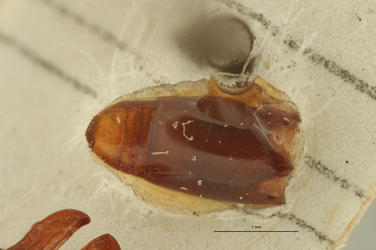 Pseudomygaleicus nasutus pt Dge ZS PMax Scaled.jpeg
