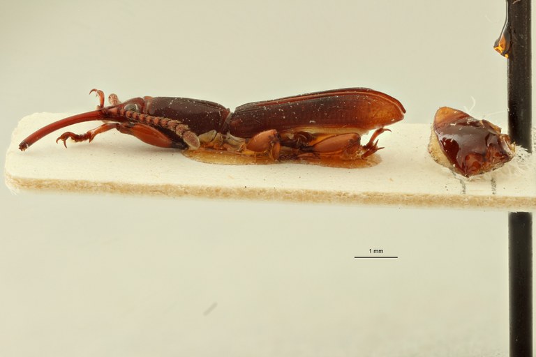 Pseudomygaleicus nasutus pt L ZS PMax Scaled.jpeg