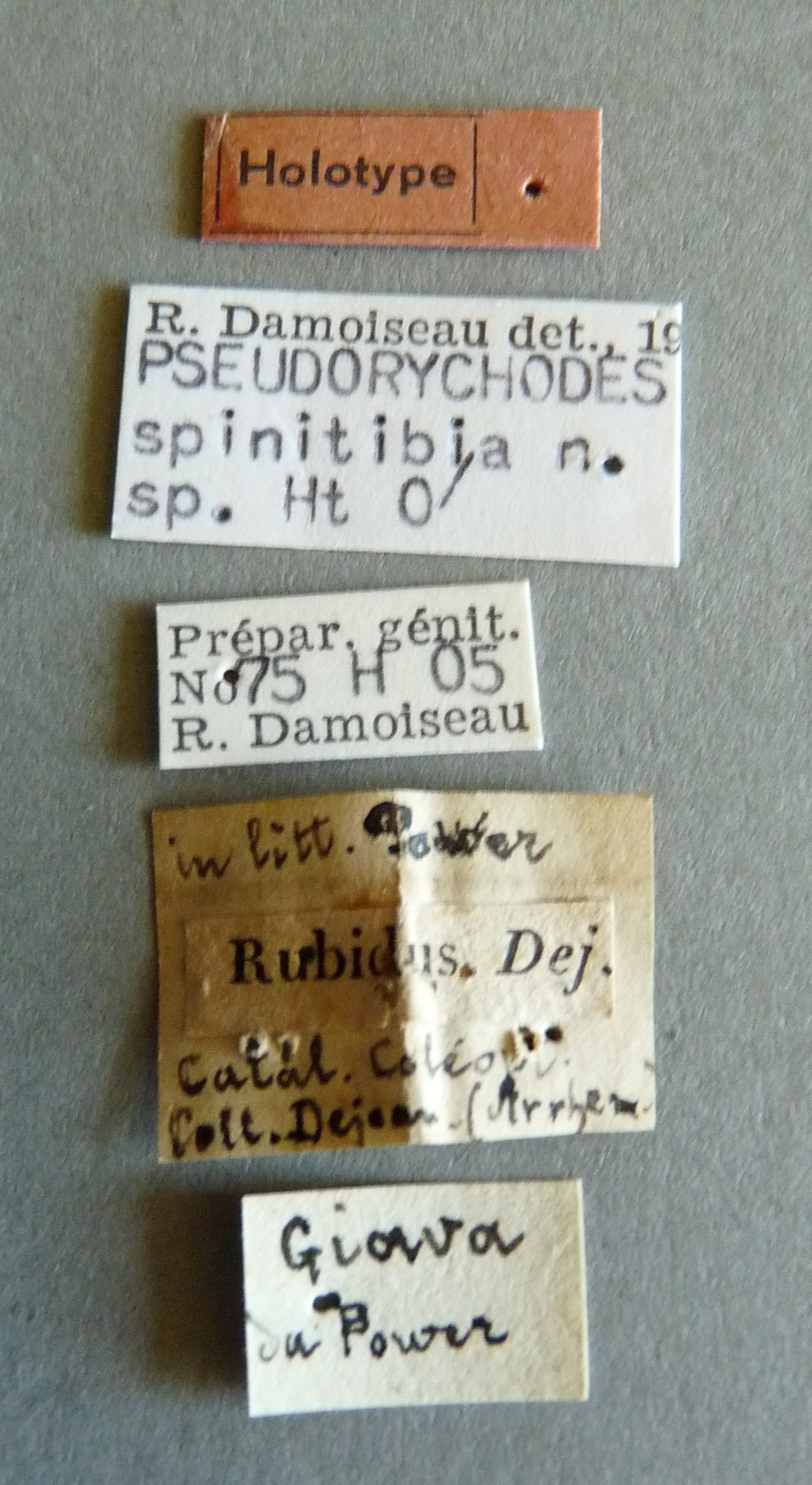 Pseudorychodes spinitibia ht Labels.jpg