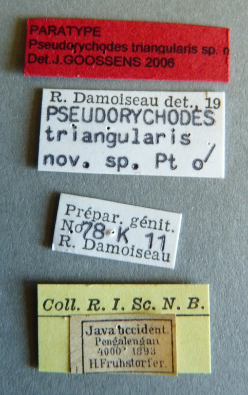 Pseudorychodes triangularis pt Labels.jpg