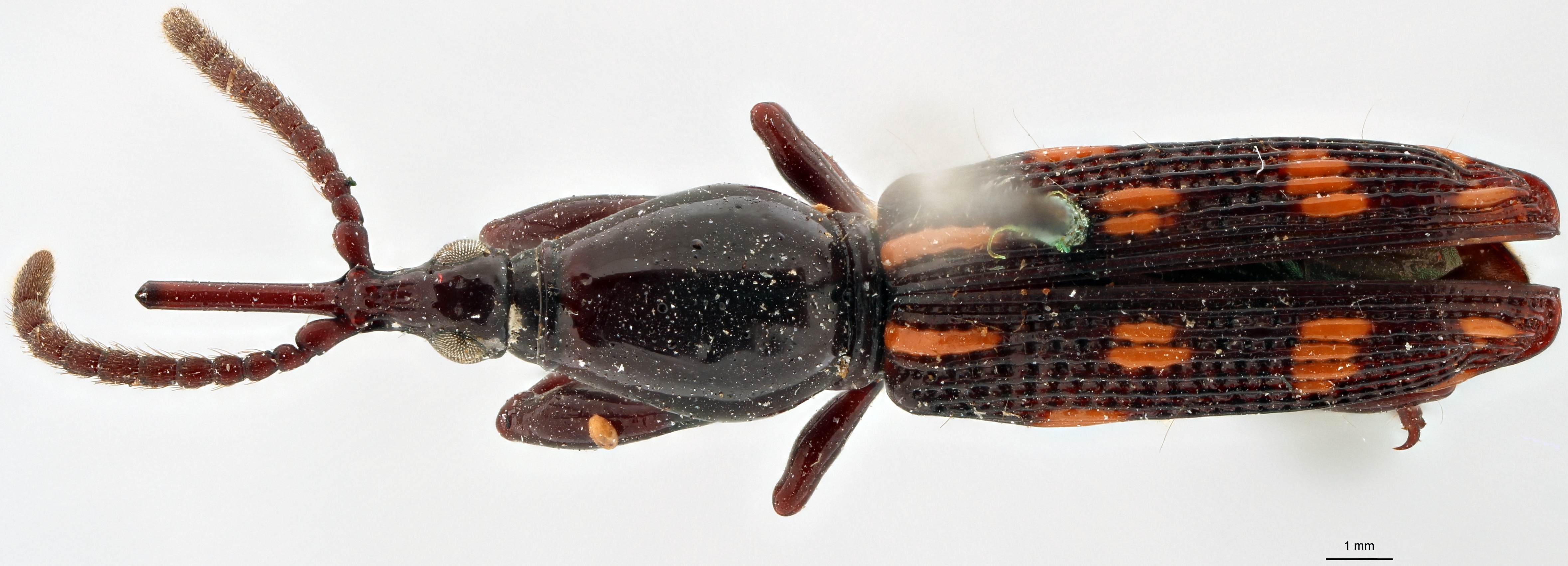 Pseudorychodes triangularis pt D scaled.jpg