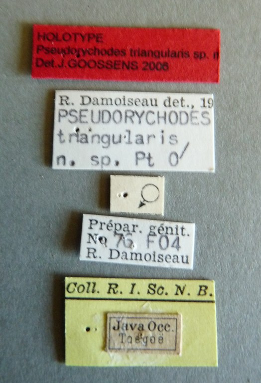 Pseudorychodes triangularis ht Labels.jpg