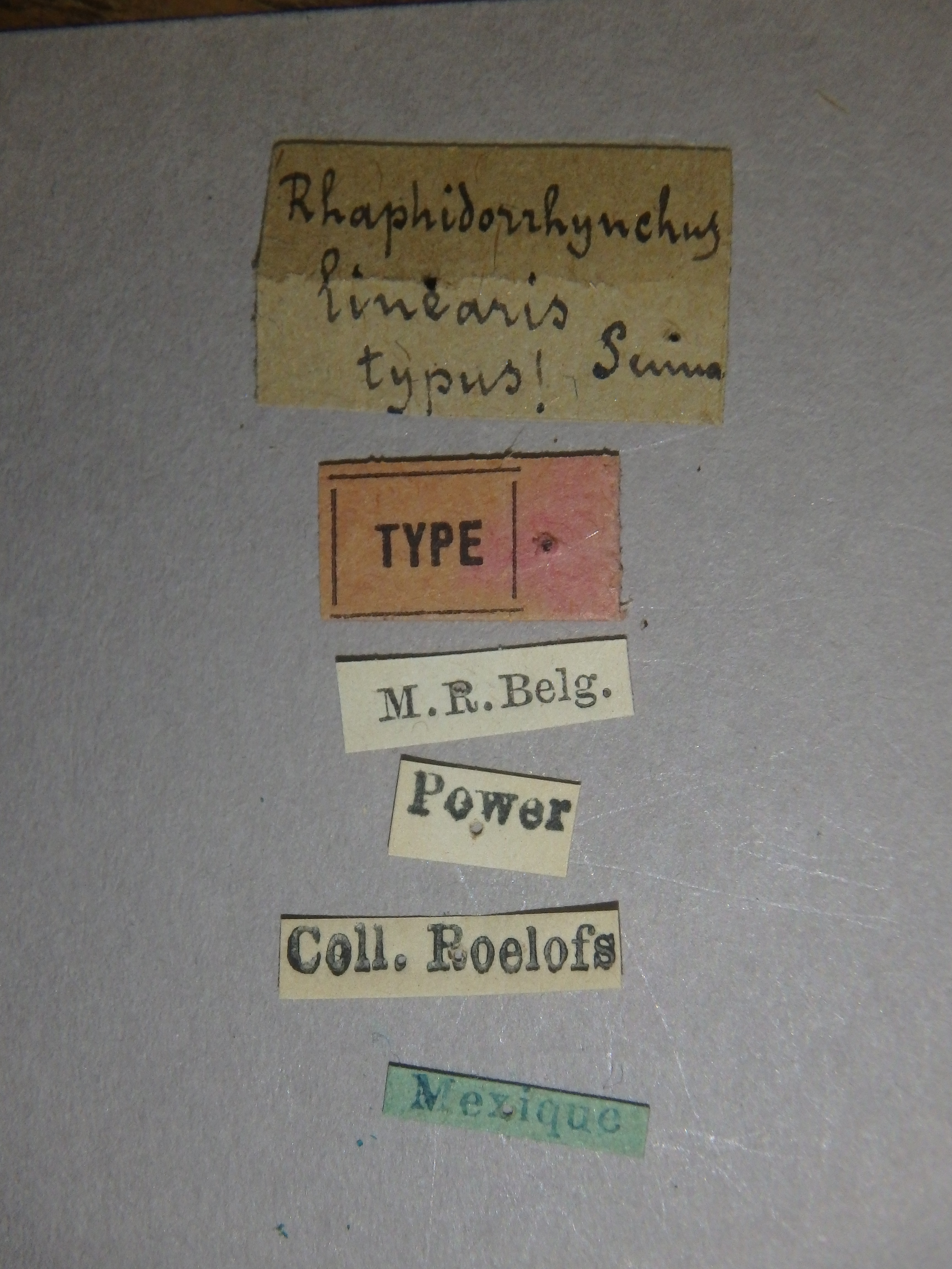 Raphidorhynchus linearis t Labels.jpg