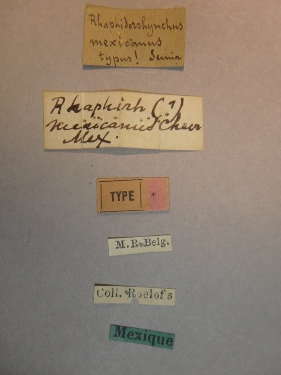Raphirhynchus mexicanus t Labels.jpg