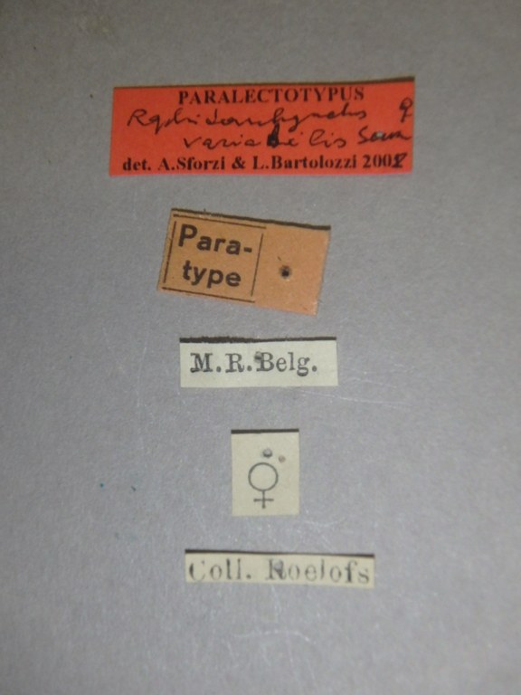 Raphidorhynchus variabilis plt Labels.jpg