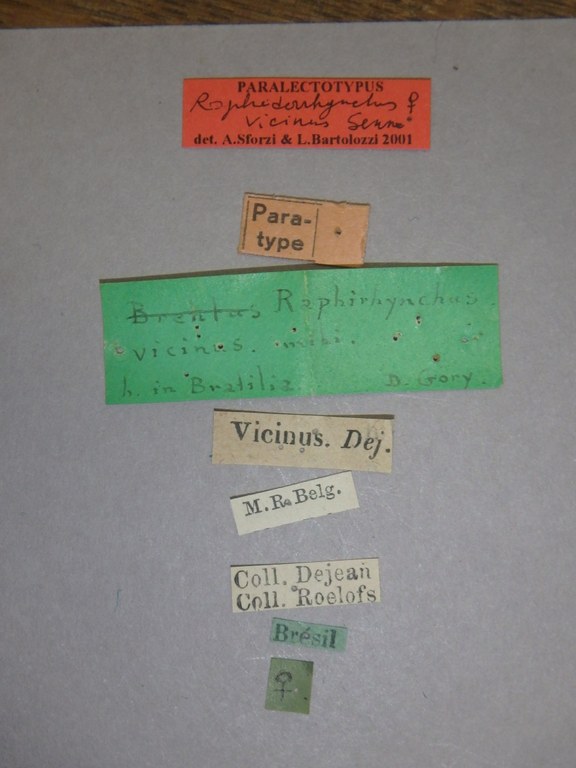 Raphidorhynchus vicinus plt Labels.jpg