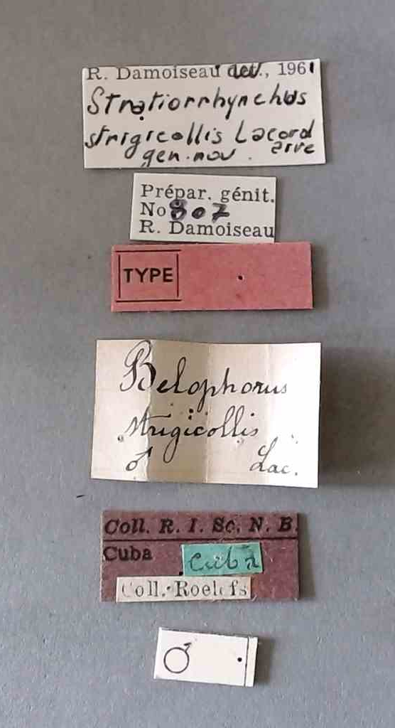 Belopherus strigicollis t Labels.jpg