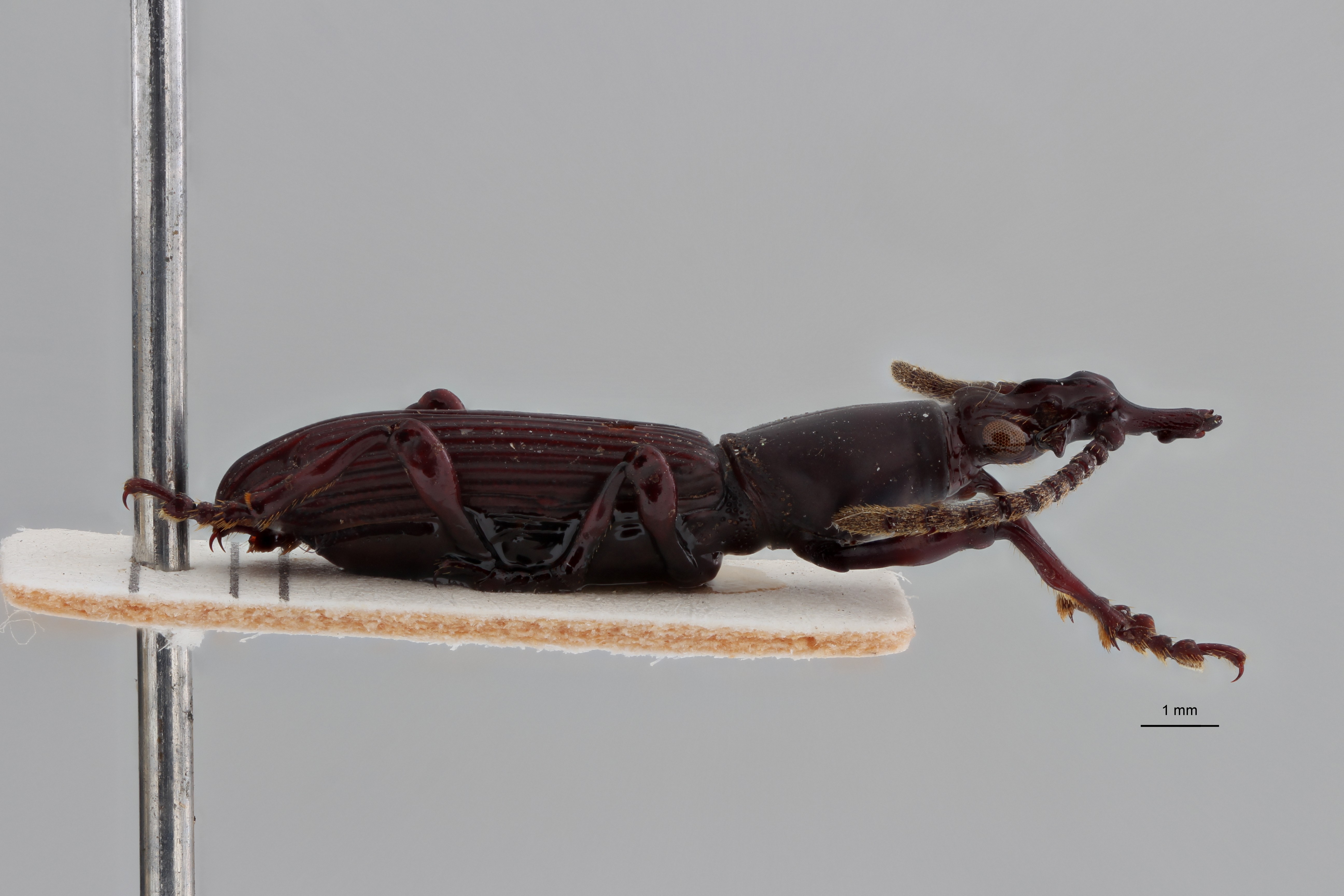 Symmorphocerus cardoni plt L ZS PMax Scaled.jpeg