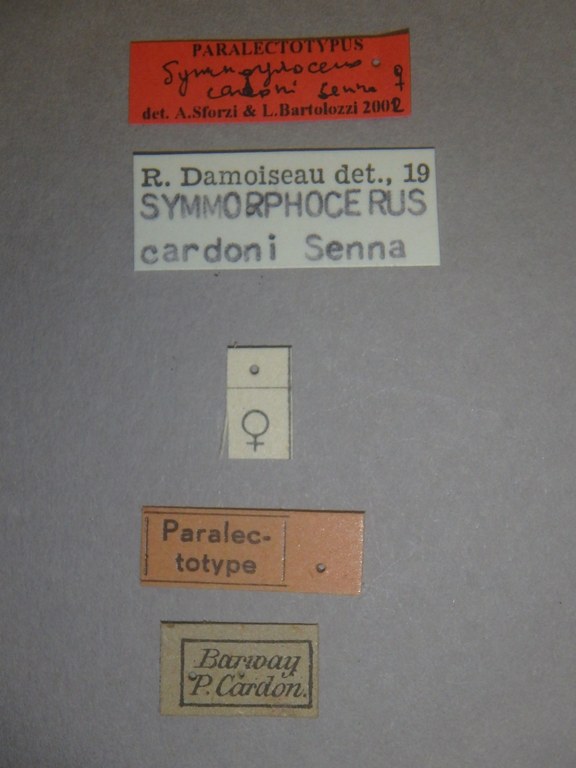 Symmorphocerus cardoni plt Labels.jpg