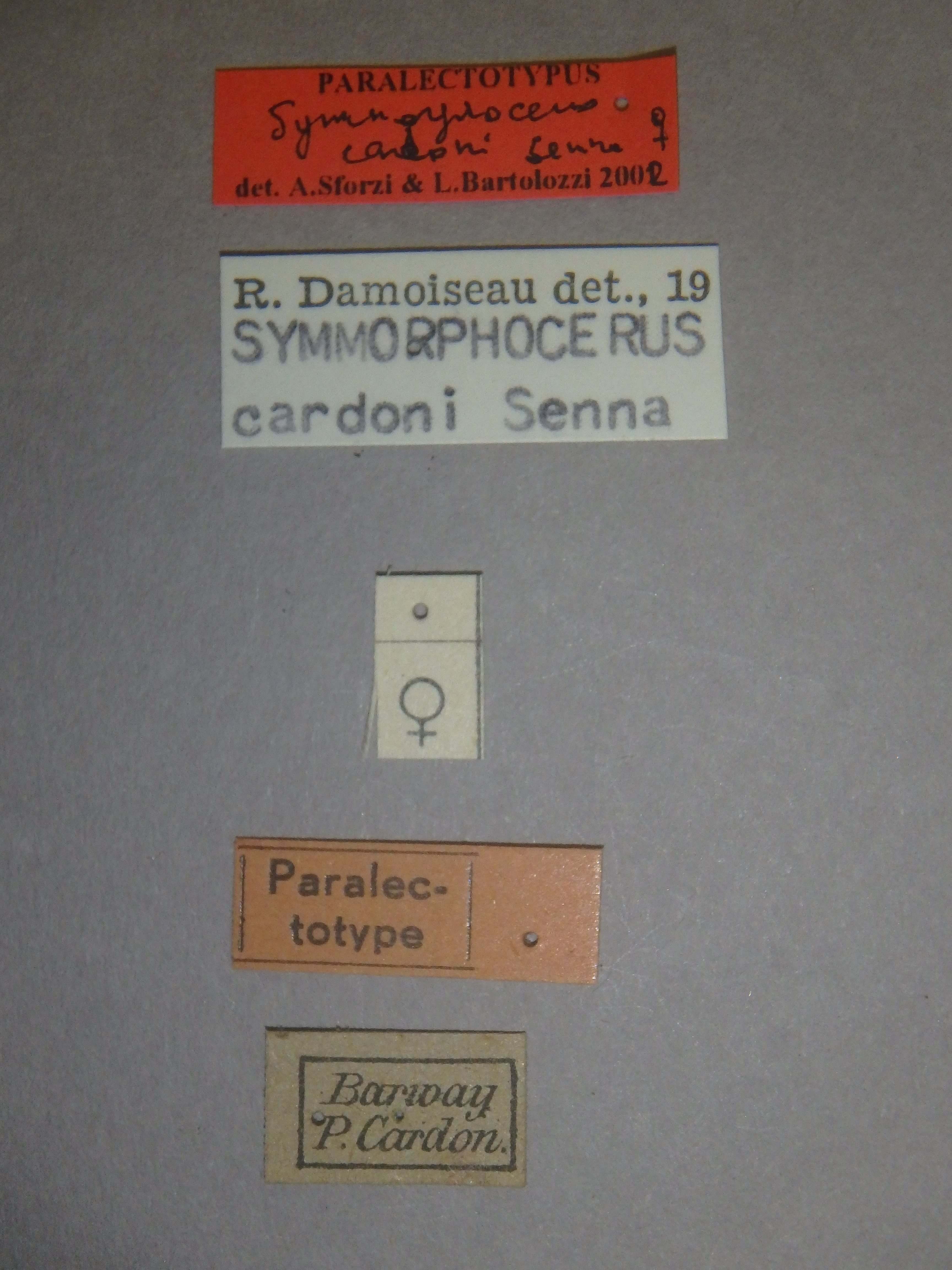 Symmorphocerus cardoni plt Labels.jpg