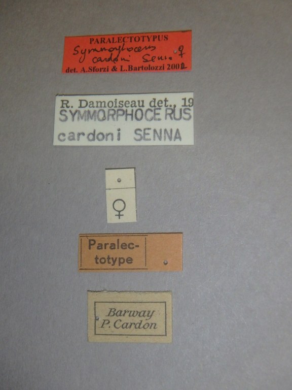 Symmorphocerus cardoni plt Labels.jpg