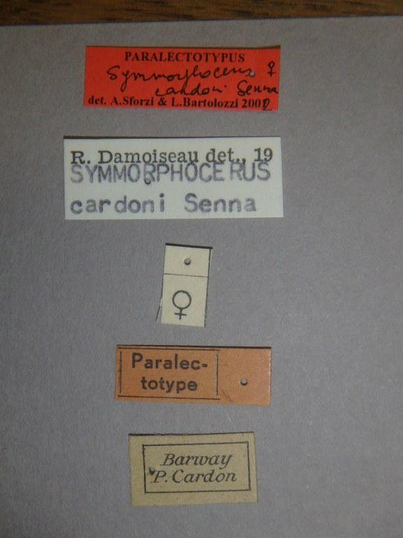 Symmorphocerus cardoni plt Labels.jpg