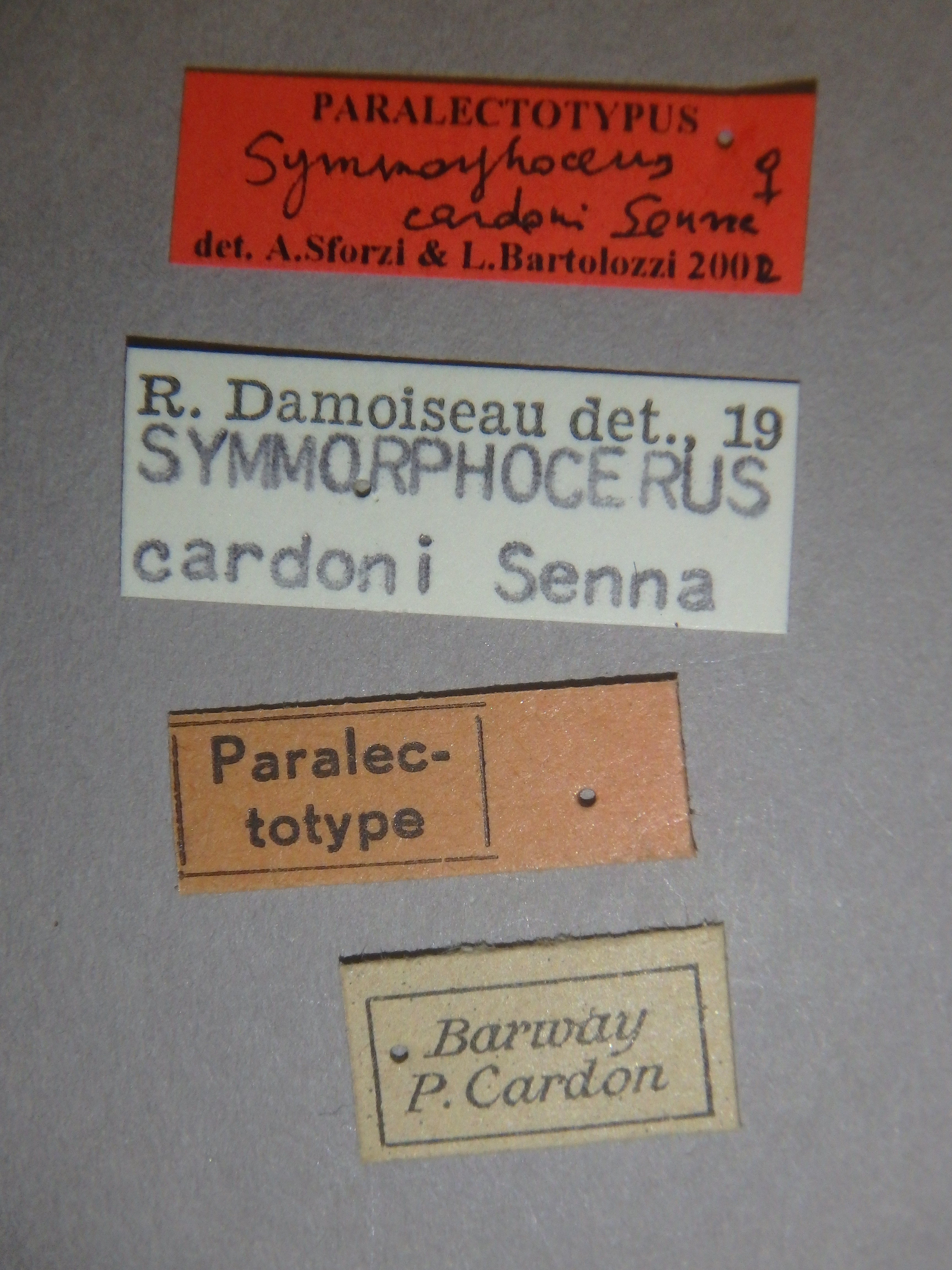 Symmorphocerus cardoni plt Labels.jpg