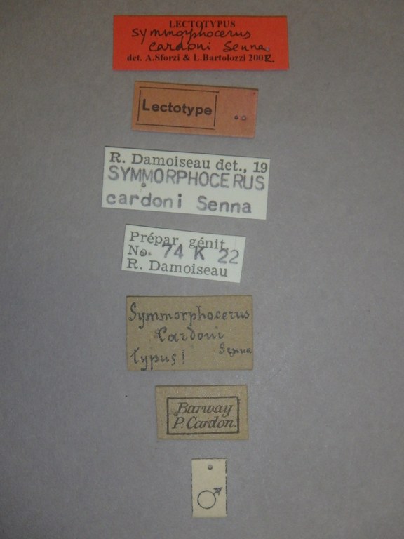 Symmorphocerus cardoni lt Labels.jpg