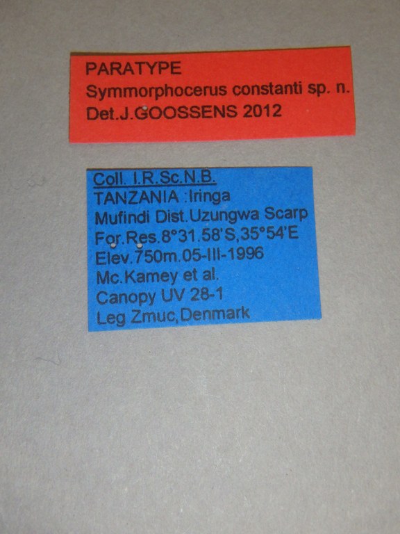 Symmorphocerus constanti pt Labels.jpg