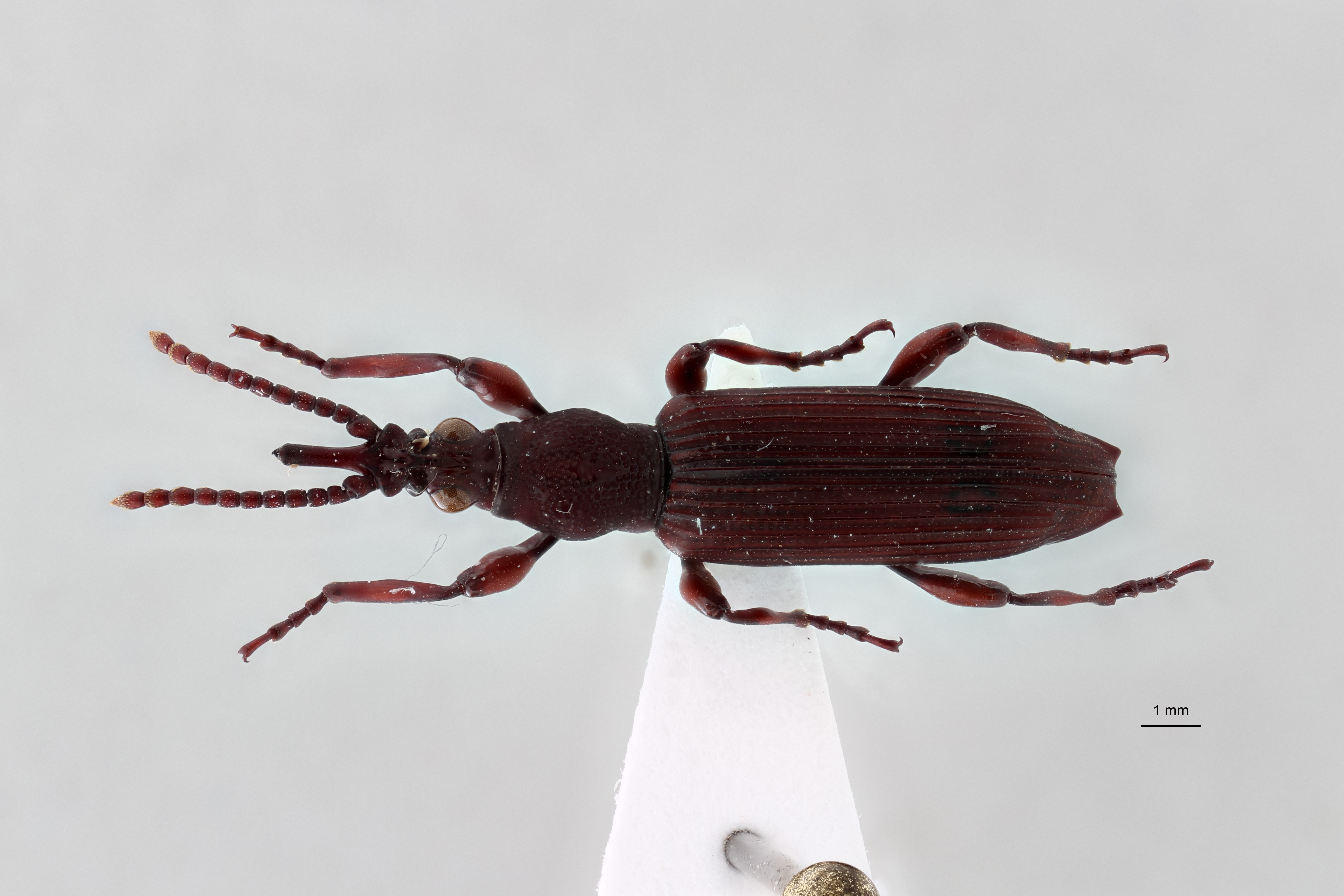 Symmorphocerus constanti pt D ZS PMax Scaled.jpeg