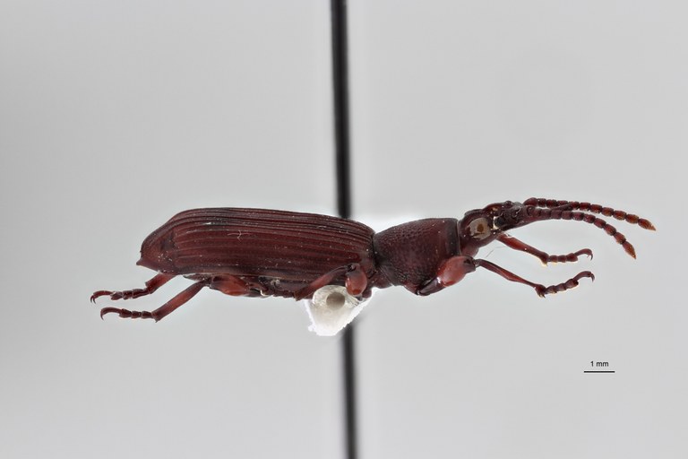 Symmorphocerus constanti pt L ZS PMax Scaled.jpeg