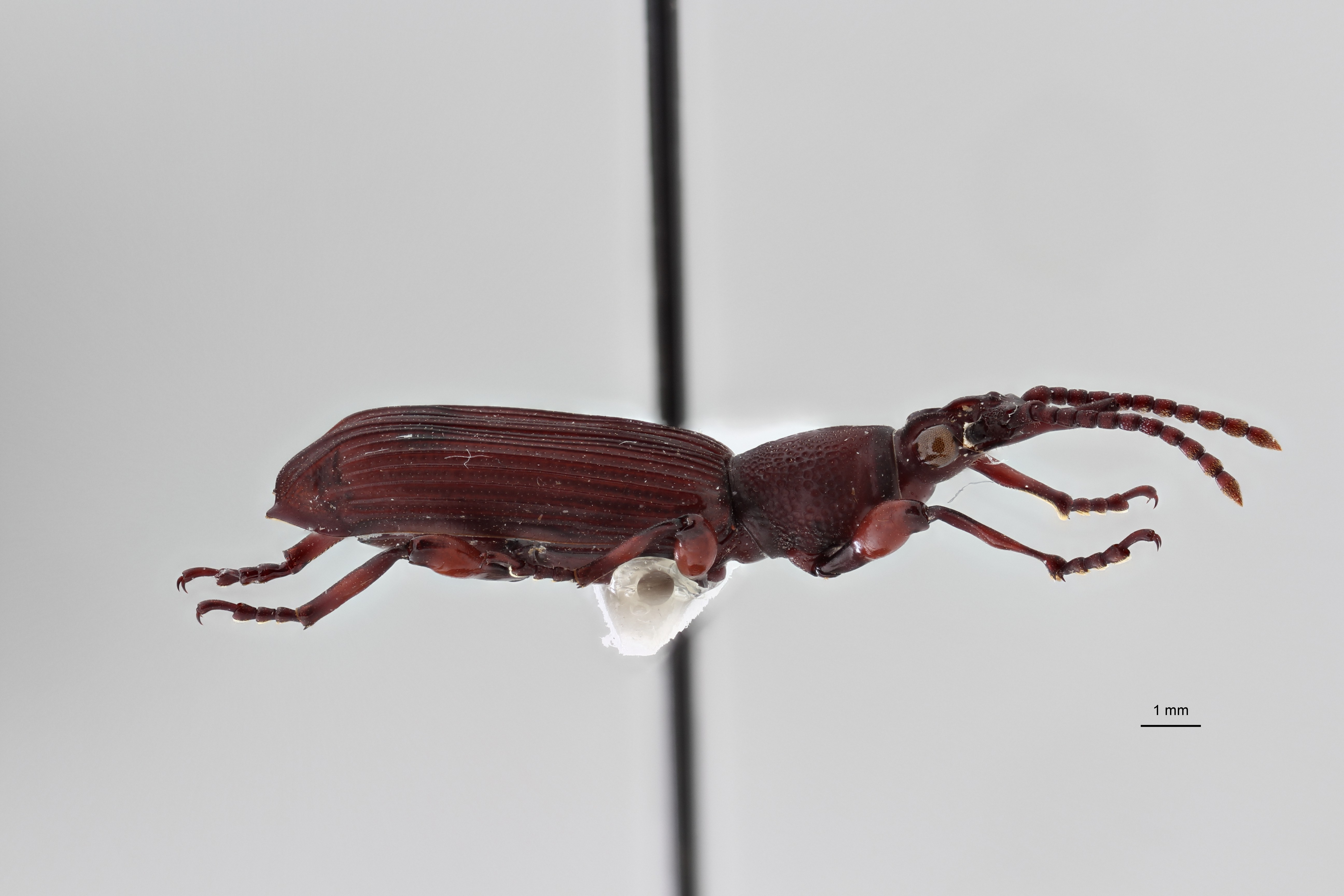 Symmorphocerus constanti pt L ZS PMax Scaled.jpeg