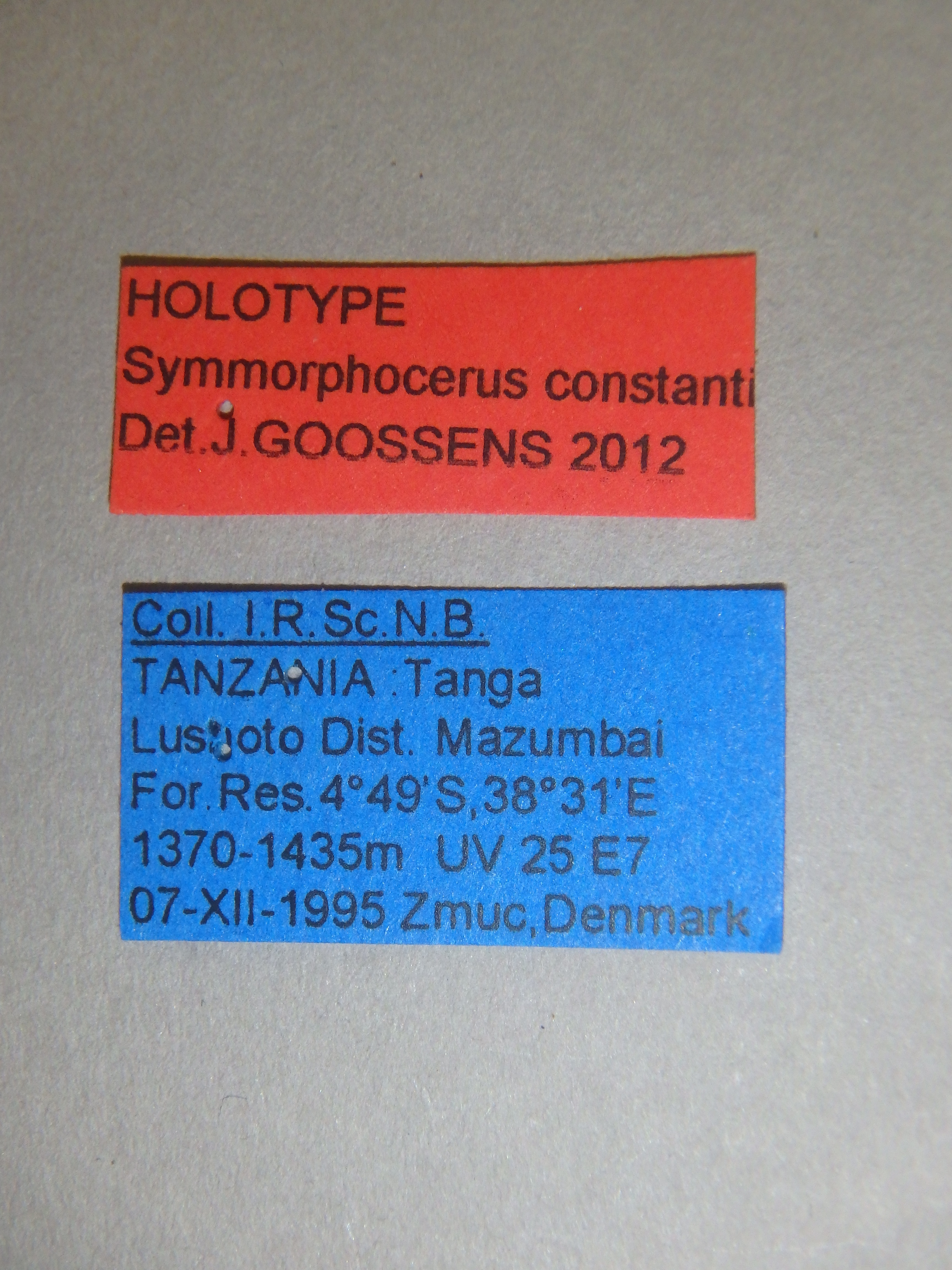 Symmorphocerus constanti ht Labels.jpg