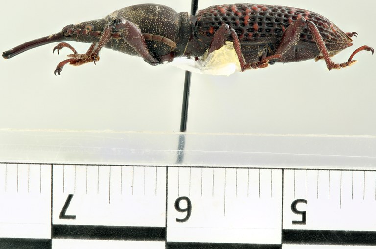 Teraticorhynchus nocki pt L Scaled.jpg