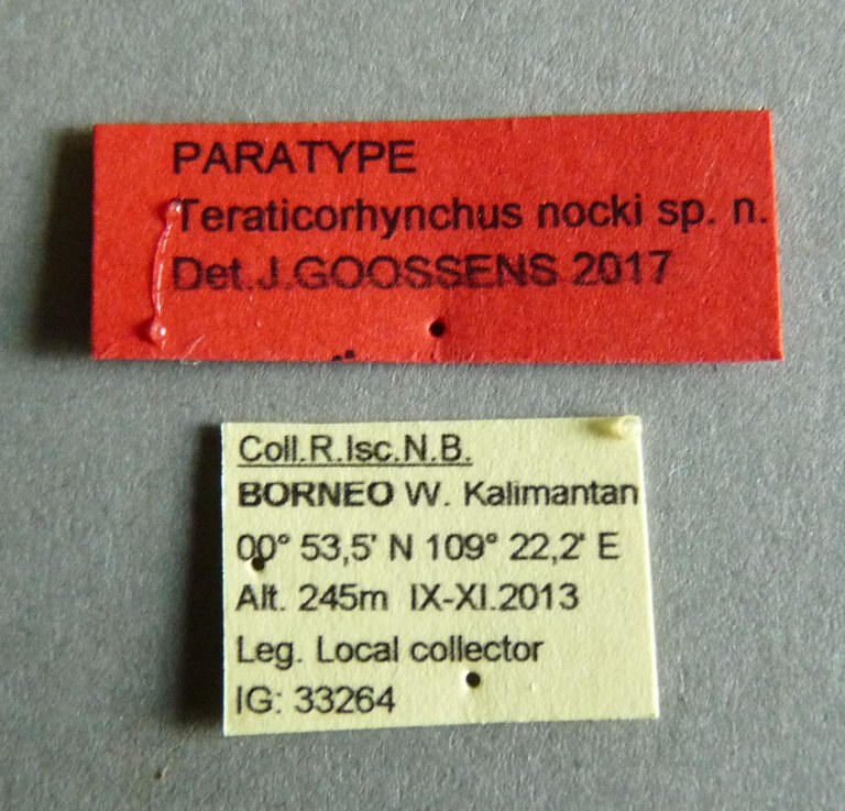 Teraticorhynchus nocki pt Labels.jpg