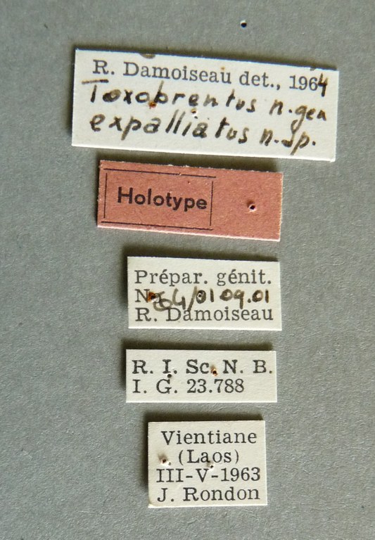 Toxobrentus expalliatus ht Labels.jpg