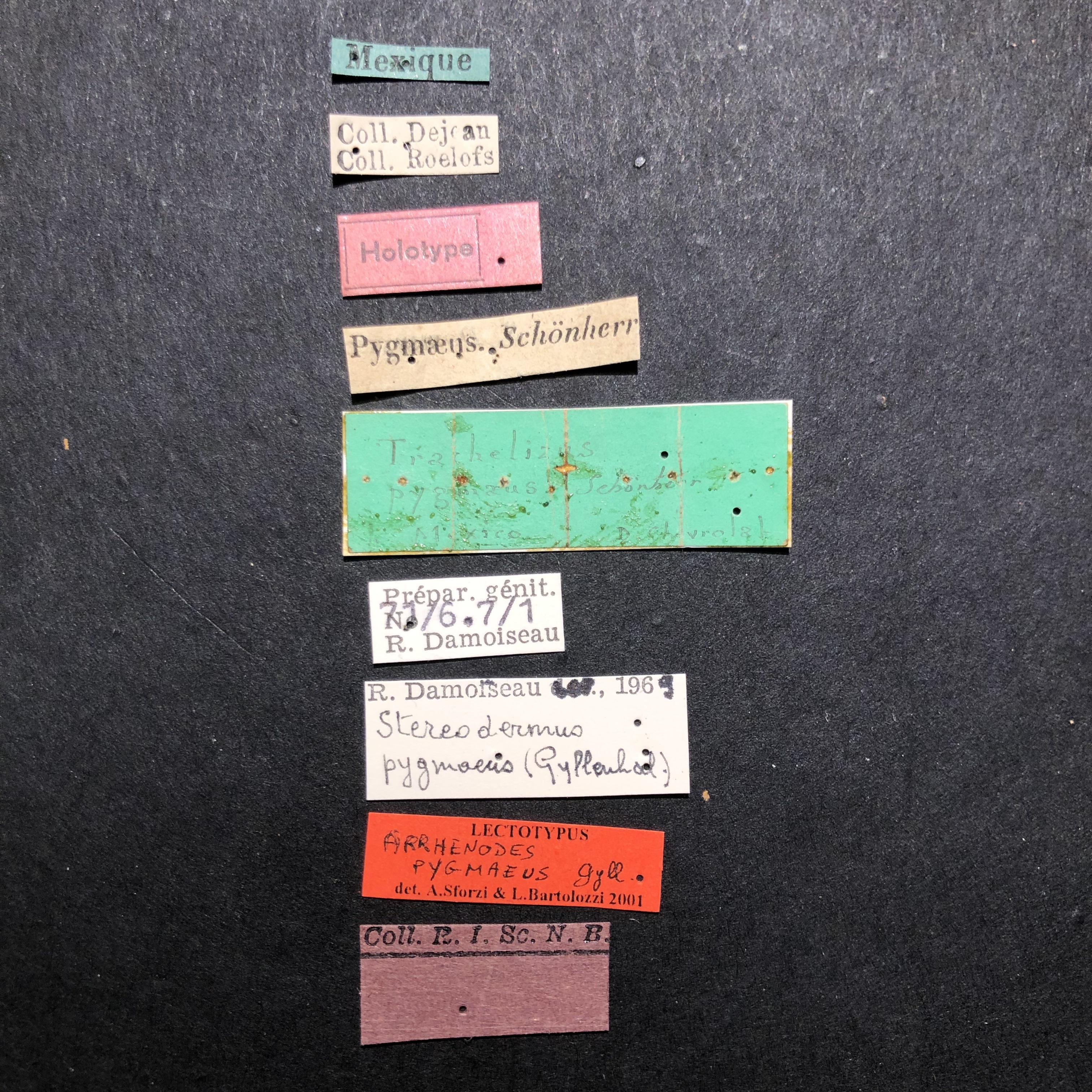 Trachelizus pygmaeus ht Labels.jpg