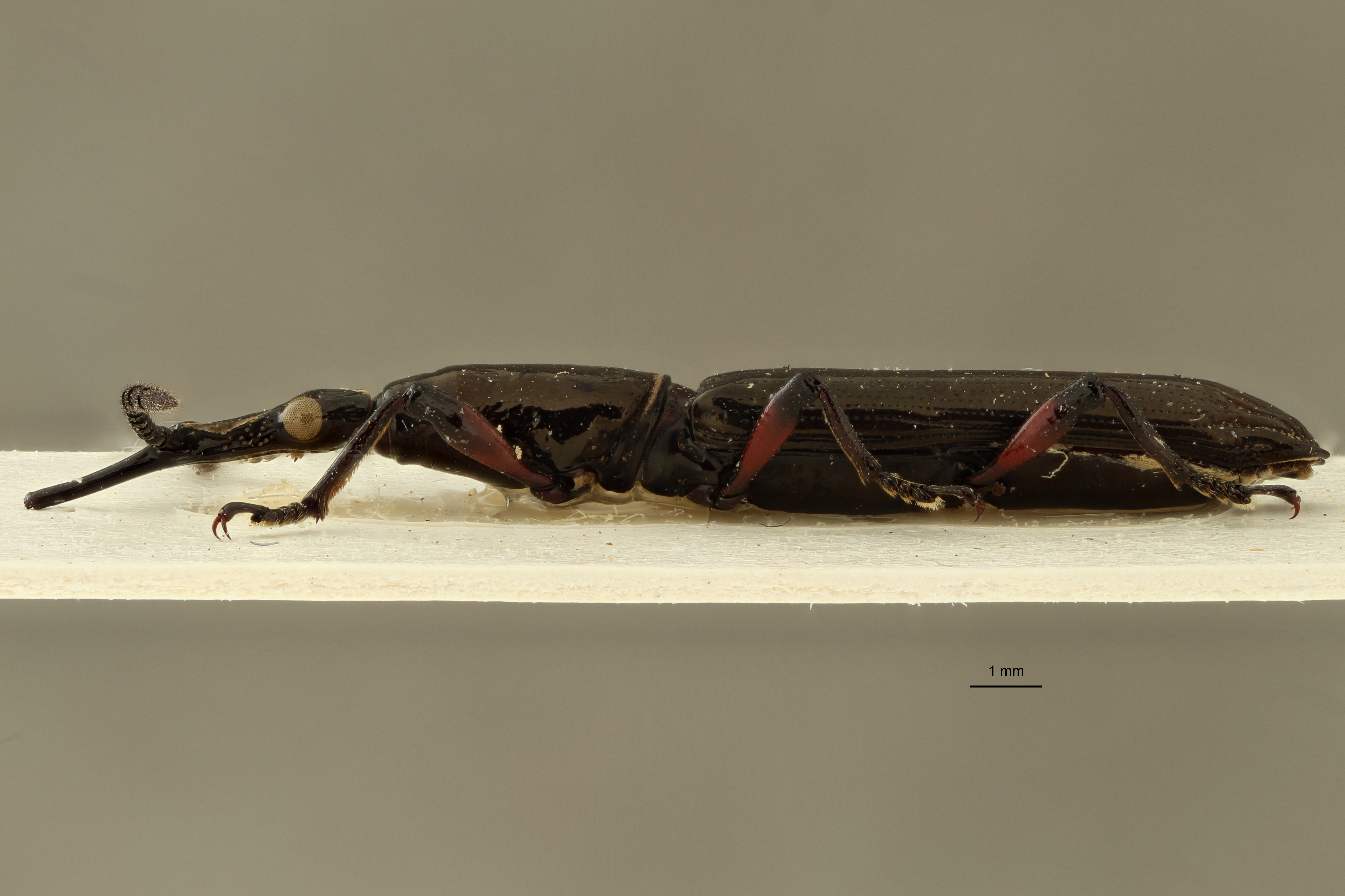 Tracheloschizus bicaudatus at L ZS PMax.jpg