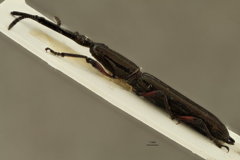 Tracheloschizus bicaudatus ht L ZS PMax.jpg