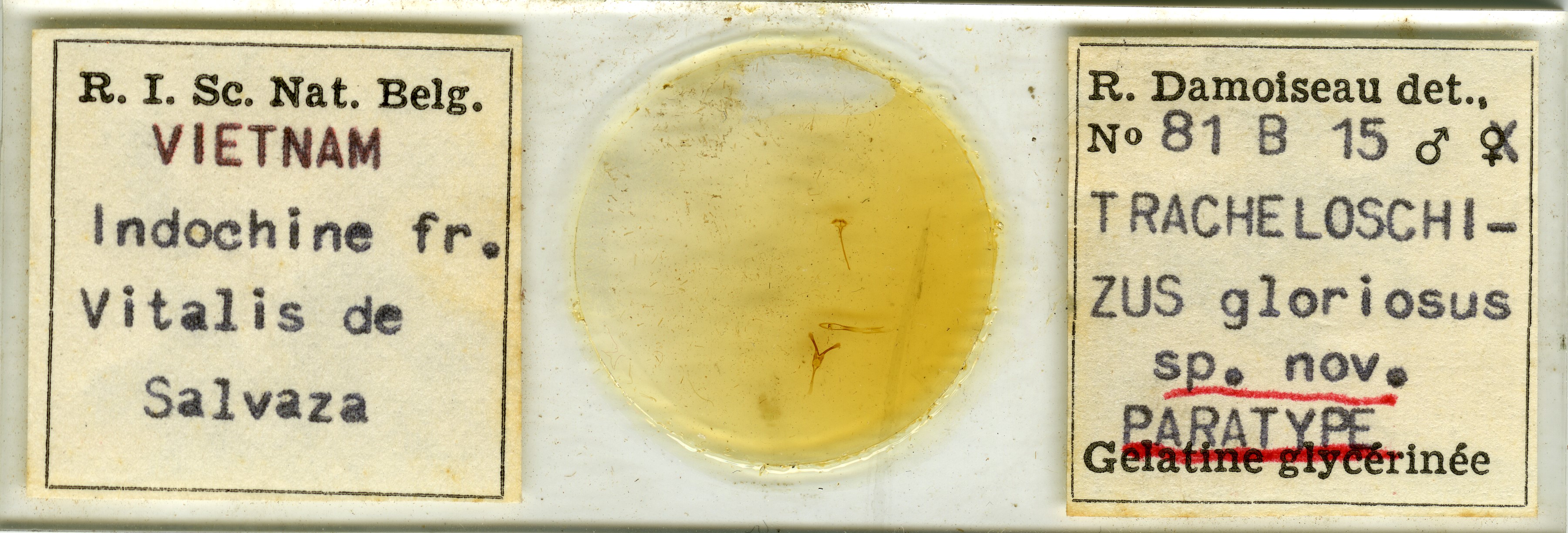 Tracheloschizus gloriosus pt Microscopic preparation.jpg