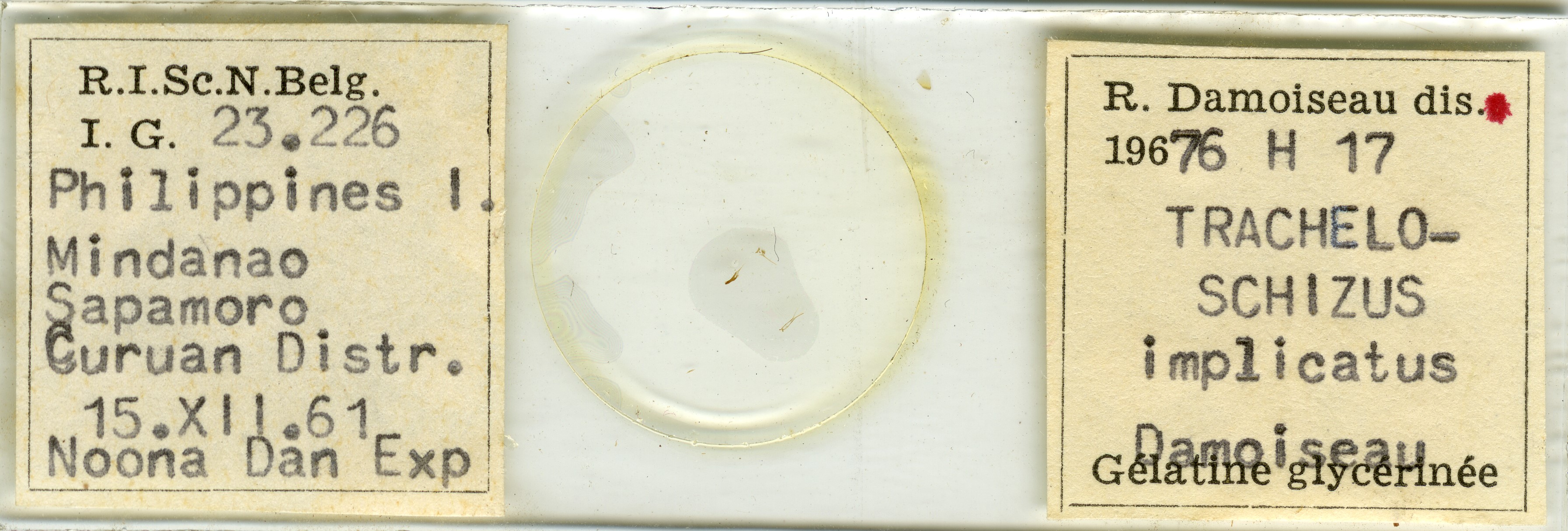 Tracheloschizus implicatus pt Microscopic preparation.jpg