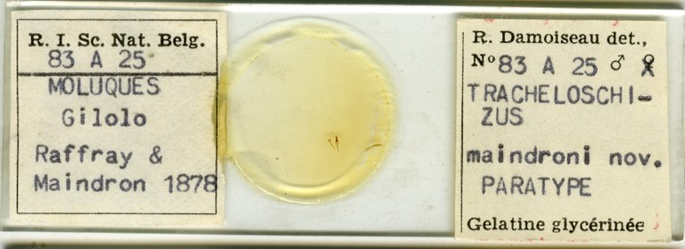 Tracheloschizus maindroni Microscopic preparation.jpg