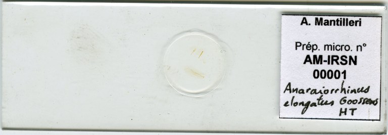 Anaraiorrhinus elongatus ht Microscopic preparation.jpg