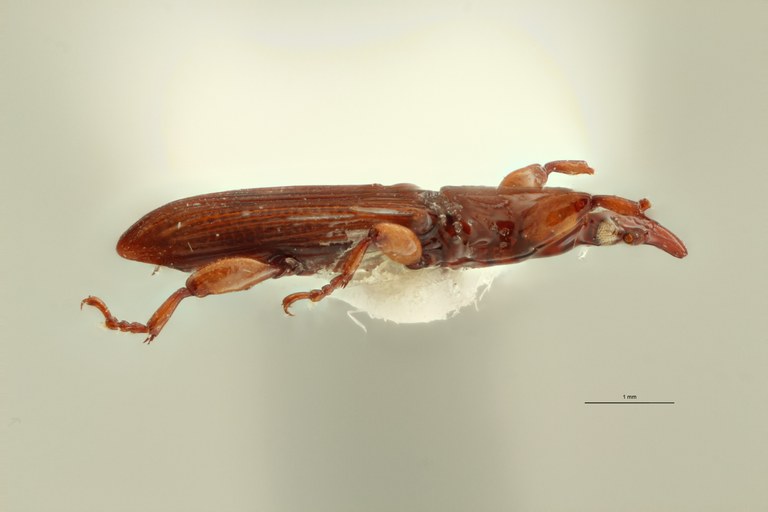 Anaraiorrhinus elongatus pt L ZS PMax.jpg