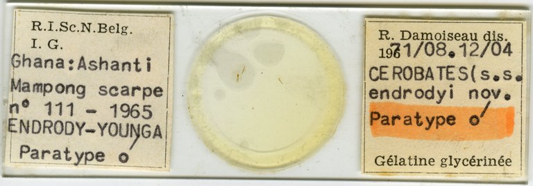 Cerobates (Cerobates) endrodyi pt Microscopic preparation.jpg